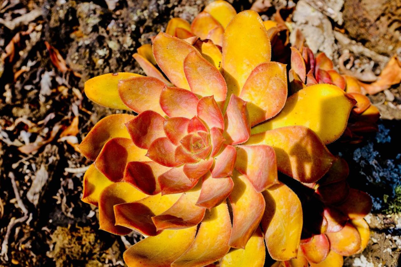 Finca Valentina Tigalate Kültér fotó